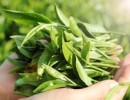 Cách Rửa Mặt Bằng Lá Trà Xanh Tươi