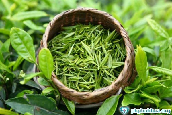 Cách chữa bệnh viêm lộ tuyến cổ tử cung bằng lá trà xanh