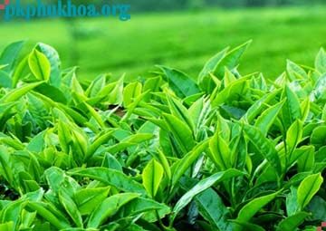 cách chữa vùng kín có mùi hôi bằng lá chè xanh