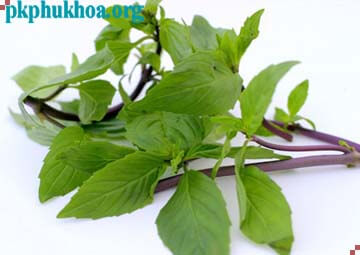 cách chữa vùng kín có mùi hôi bằng lá húng quế