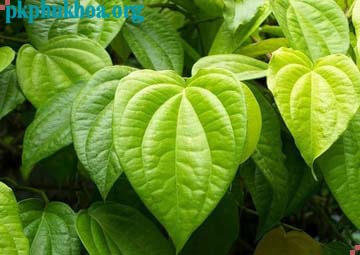 cách chữa vùng kín có mùi hôi bằng lá trầu không