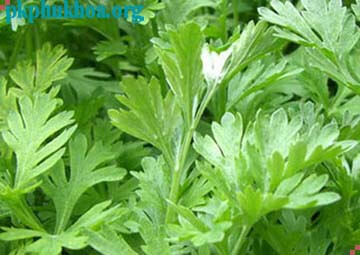 cách chữa vùng kín có mùi hôi bằng rau ngải cứu