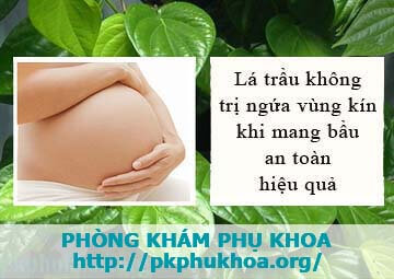 bà bầu có nên rửa lá trầu không