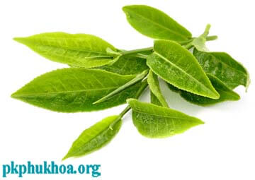 Cách chữa ngứa bên ngoài vùng kín bằng lá chè xanh