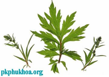 Cách chữa ngứa bên ngoài vùng kín bằng lá ngải cứu