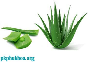 Cách chữa ngứa bên ngoài vùng kín bằng lá nha đam