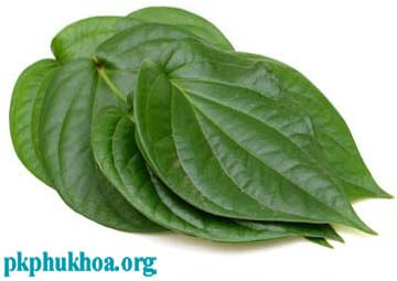 Cách chữa ngứa bên ngoài vùng kín bằng lá trầu không