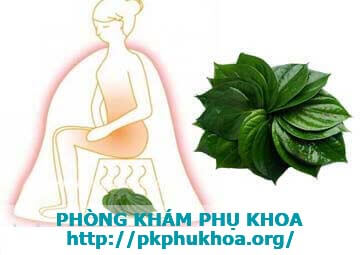 lá trầu không chữa bệnh trĩ