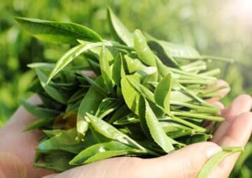 cách rửa mặt bằng lá trà xanh