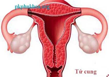 Tử cung phụ nữ Tử cung phụ nữ