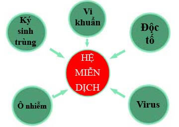 Suy giảm hệ miễn dịch Nguyên nhân gây ra 9 bệnh phụ khoa