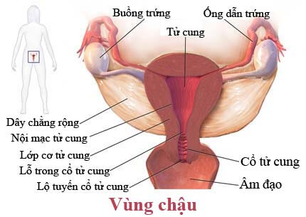 Hình Ảnh Viêm Vùng Chậu: Nguyên Nhân và Cách Điều Trị